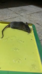 הדברת עכברים