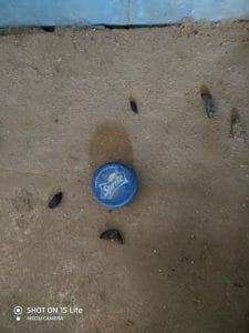 קקי של חולדה קקי של חולדה