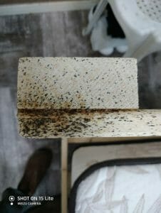 הדברת פשפש מיטה סימנים לזיהוי פשפשים