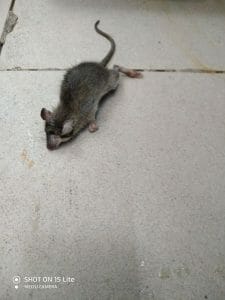 הרחקת עכברים