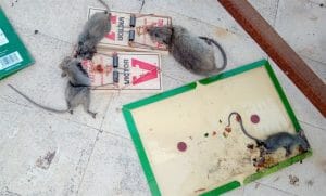 לכידת עכברים במלכודות שונות לוכד עכברים מקצועי