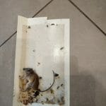 הדברת עכברים במלכודת דבק