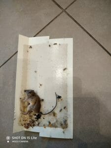 הדברת עכברים במלכודת דבק