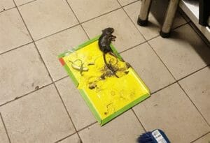 לוכד חולדות מלכודת דבק לוכד חולדות מלכודת דבק