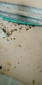 קקי של עכבר בבית- זיהוי מהיר באמצעות תמונה לקקי של עכבר קקי של עכבר בבית- זיהוי מהיר באמצעות תמונה לקקי של עכבר