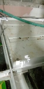 צואה של עכבר צואה של עכבר