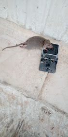 הרחקת חולדות באמצעות מלכודות הרחקת חולדות באמצעות מלכודות