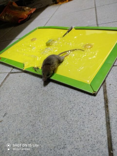 לכידת עכבר במלכודת דבק