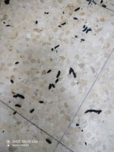 קקי של חולדות