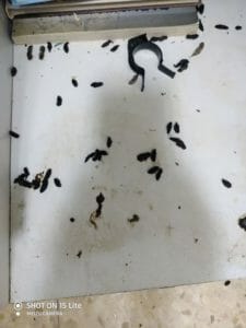 קקי של חולדות