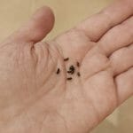 קקי של עכברים