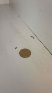 קקי של עכבר בבית- זיהוי מהיר באמצעות תמונה לקקי של עכבר קקי של עכבר בבית- זיהוי מהיר באמצעות תמונה לקקי של עכבר