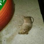 הדברת עכברים באמצעות פתיונות רעילים