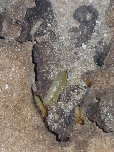 איך נראה טרמיטי? מלכה של טרמיטים