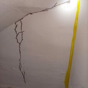 תעלות בוץ של טרמיטים בחניון