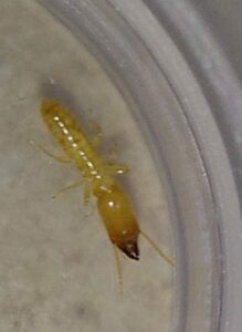 טרמיט קרקע מסוג טרמיט מרושת