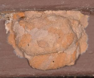 איך נראה קן צרעה טייחת?