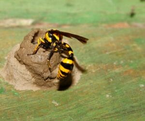 איך נראה קן צרעה פלכית?