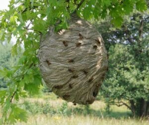 איך נראה קן צרעה מזרחית?