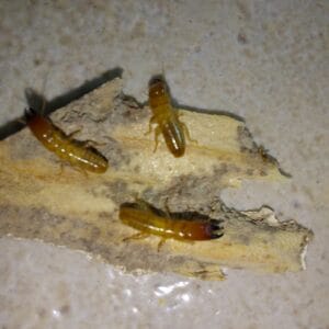 תמונה של טרמיט עץ