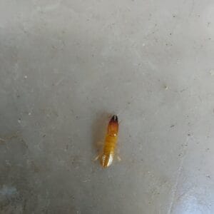 איך נראה טרמיט פורמוזי?