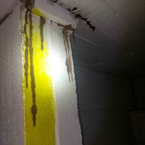 טרמיטים תמונות: תעלת בוץ של טרמיטים במקלט